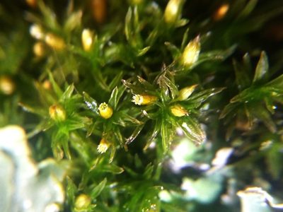 Lewinskya striata, photographed by George Greiff