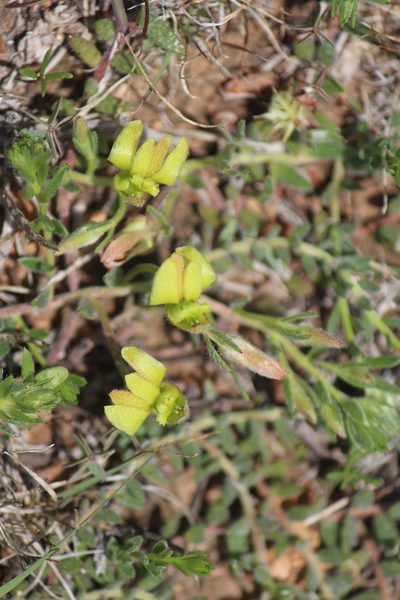 Krameria pauciflora, photographed by José Belem Hernández Díaz