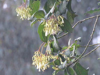 Palicourea paniculata, photographed by Juan Carlos Caicedo Hernández