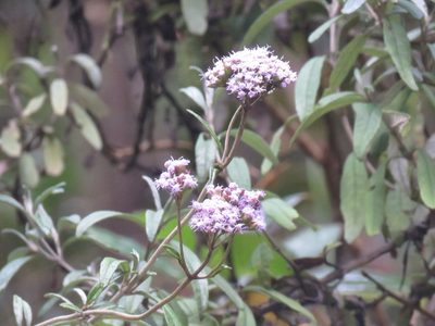 Lourteigia stoechadifolia, photographed by Juan Carlos Caicedo Hernández