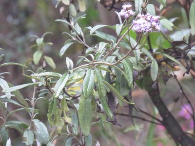 Lourteigia stoechadifolia, photographed by Juan Carlos Caicedo Hernández