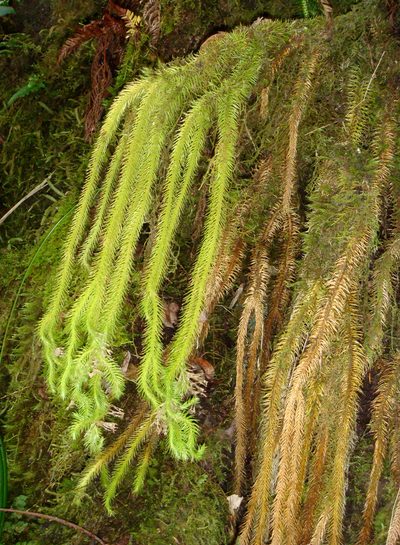 Phlegmariurus squarrosus, photographed by Peter de Lange