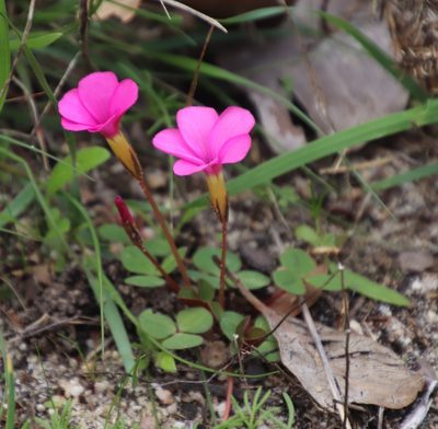 Oxalis eckloniana, photographed by Tony Rebelo