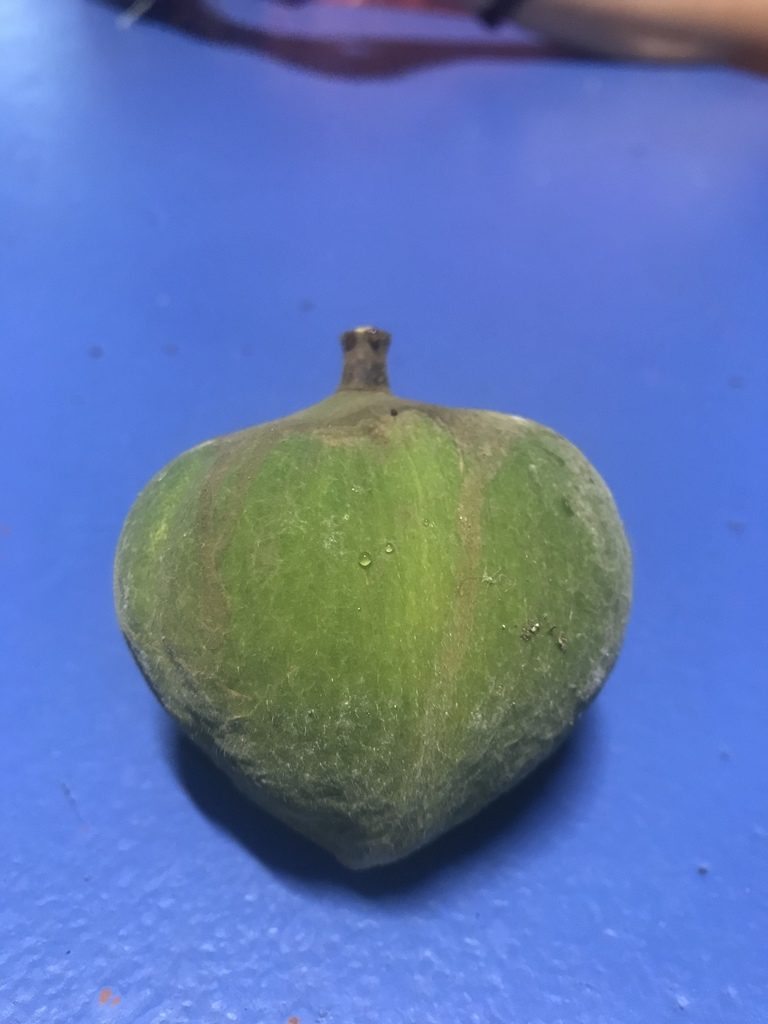 Sandoricum koetjape, photographed by Ana Cristina