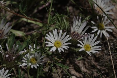 Townsendia grandiflora, photographed by Colin Croft