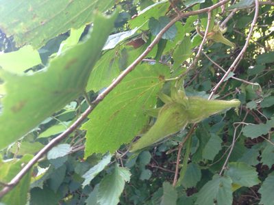 Corylus sieboldiana, photographed by Kim, Hyun-tae