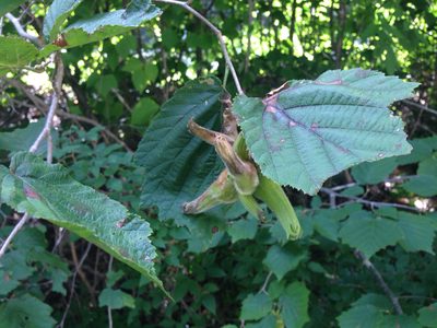 Corylus sieboldiana, photographed by Kim, Hyun-tae