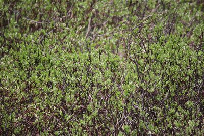 Salix planifolia, photographed by Ashwin Srinivasan