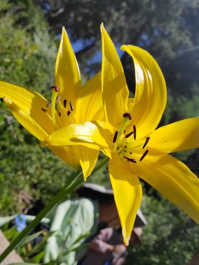 Lilium parryi, photographed by Dan Horowitz