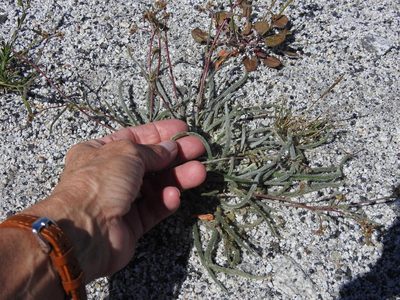 Potentilla santolinoides, photographed by Elizabeth Green