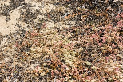 Chorizanthe pungens, photographed by Jeremiah Degenhardt