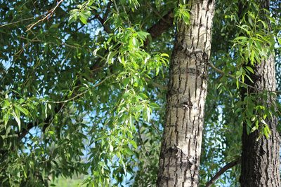 Populus angustifolia, photographed by Ashwin Srinivasan