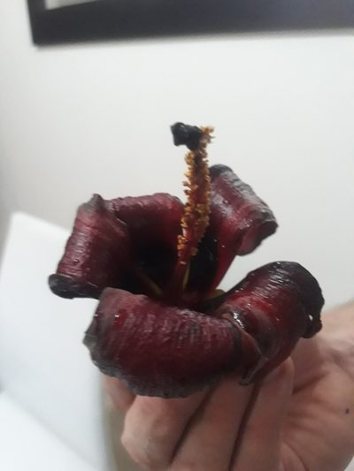 Hibiscus elatus, photographed by Angelica María Batista Morales