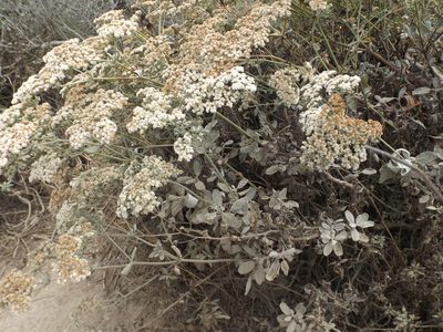 Eriogonum giganteum, photographed by Amy
