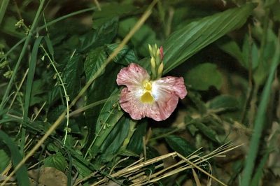 Siphonochilus kirkii, photographed by i_c_riddell