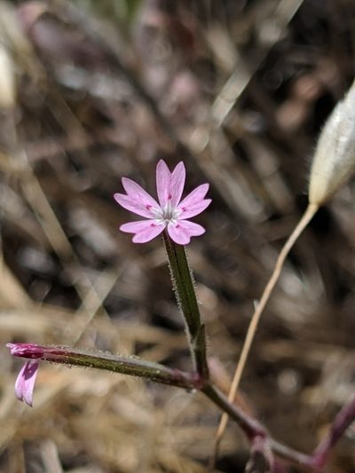 Dianthus nudiflorus, photographed by Ken-ichi Ueda