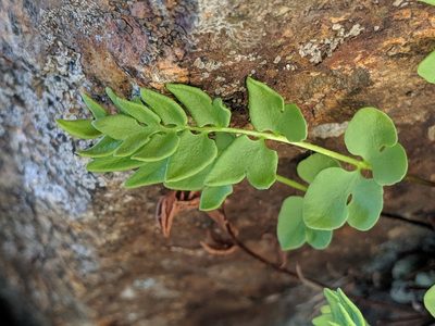 Kirkpatrickia breweri, photographed by Ken-ichi Ueda