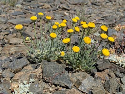 Erigeron aphanactis, photographed by Ken-ichi Ueda