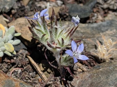Eriastrum wilcoxii, photographed by Ken-ichi Ueda