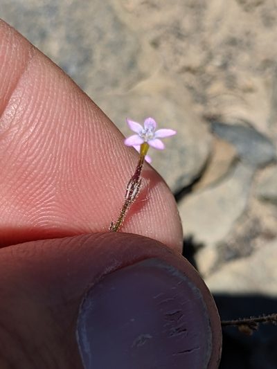 Gilia ophthalmoides, photographed by Ken-ichi Ueda