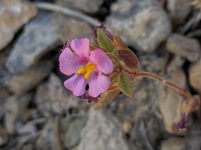 Diplacus parryi, photographed by Ken-ichi Ueda
