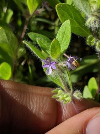Trichostema oblongum, photographed by Ken-ichi Ueda
