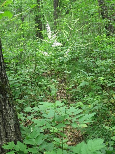 Actaea dahurica, photographed by Repina Tatyana
