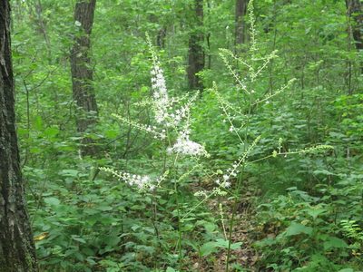 Actaea dahurica, photographed by Repina Tatyana