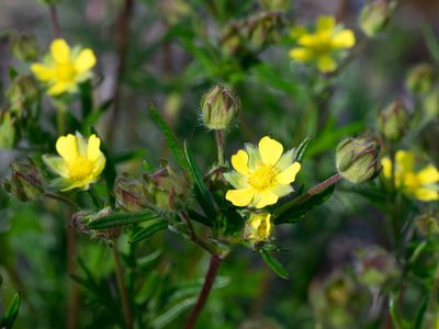 Potentilla bimundorum, photographed by naokitakebayashi