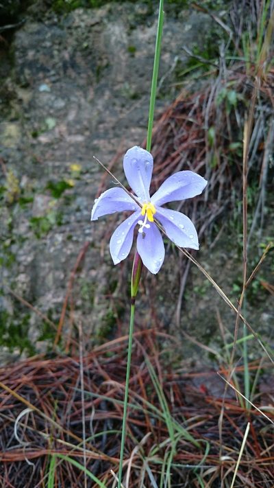 Tigridia longispatha, photographed by Sandino Guerrero