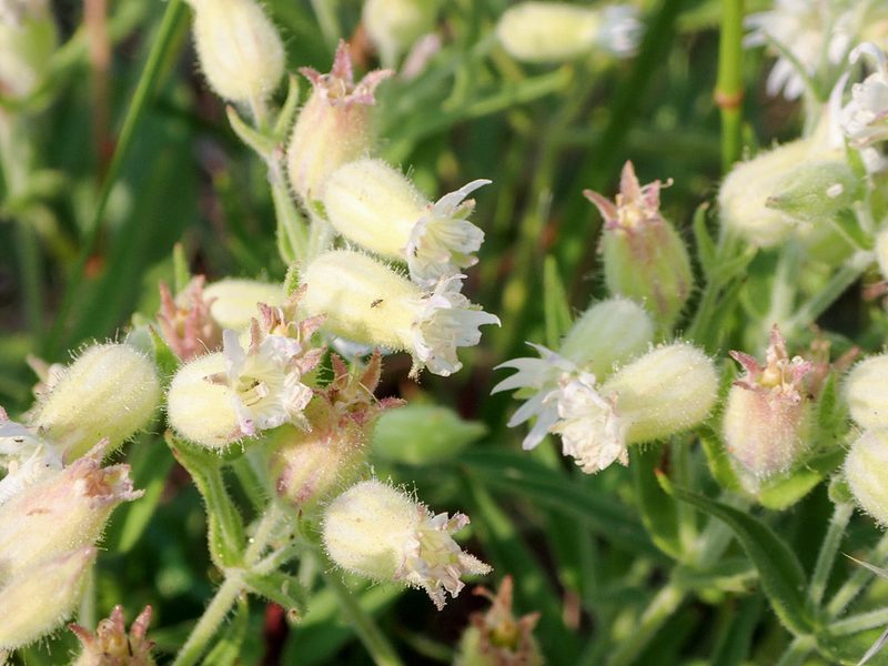 Silene williamsii, photographed by naokitakebayashi