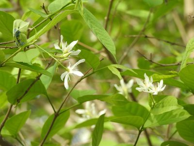 Wrightia tinctoria, photographed by Suhel Quader