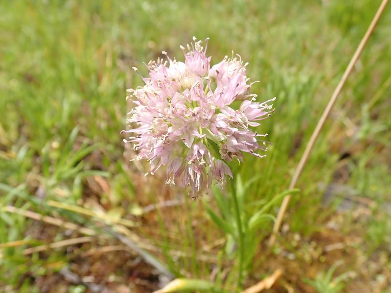 Allium nevii, photographed by John Brew