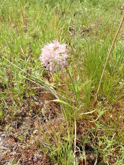 Allium nevii, photographed by John Brew
