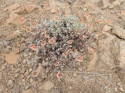 Eriogonum douglasii, photographed by John Brew