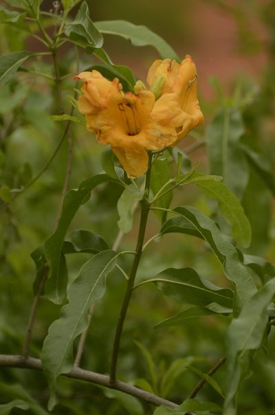 Tecomella undulata, photographed by P Jeganathan