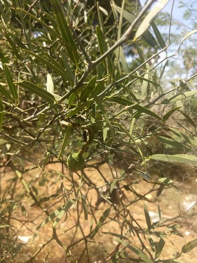 Capparis divaricata, photographed by P Jeganathan