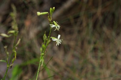 Silene tatarica, photographed by Вячеслав Юсупов