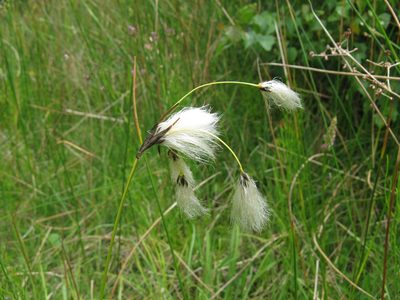 Eriophorum latifolium, photographed by gill_ryenats