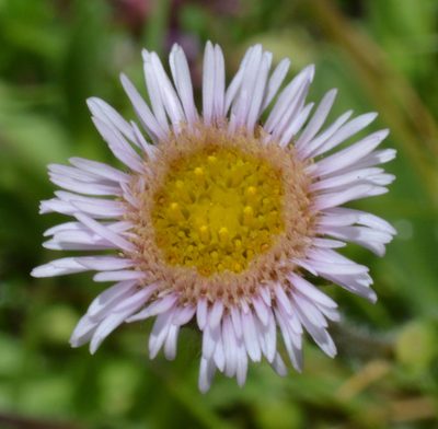 Erigeron alpinus, photographed by Irene Saltini