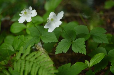 Anemonastrum deltoideum, photographed by David Anderson