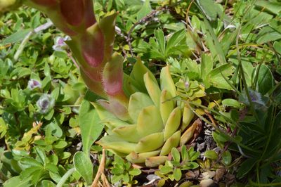 Sempervivum wulfenii, photographed by Irene Saltini