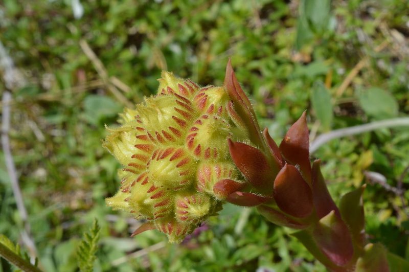 Sempervivum wulfenii, photographed by Irene Saltini