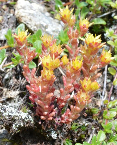 Sedum annuum, photographed by Irene Saltini