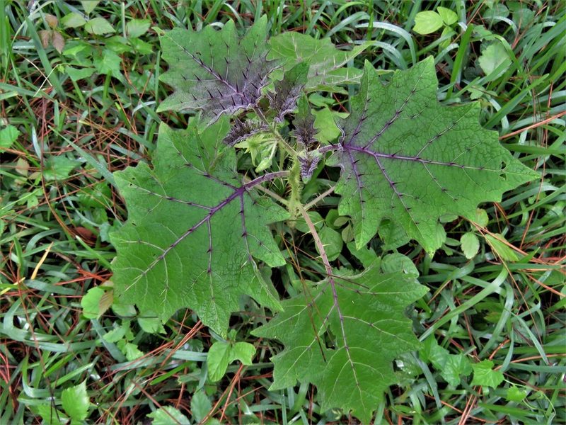 Solanum myriacanthum, photographed by Annika Lindqvist