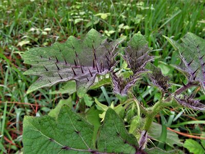 Solanum myriacanthum, photographed by Annika Lindqvist
