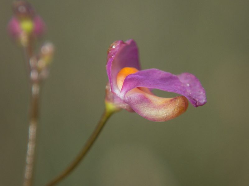 Utricularia punctata, photographed by Gerard Chartier
