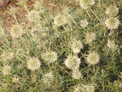 Echinops echinatus, photographed by Suhel Quader