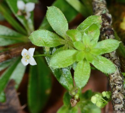 Galium mexicanum, photographed by Don Loarie