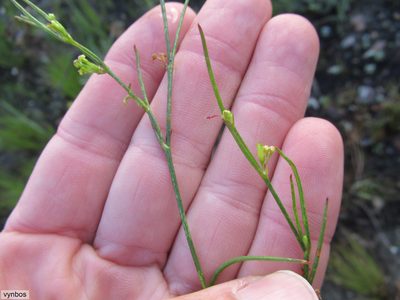 Centella virgata, photographed by Chris Vynbos